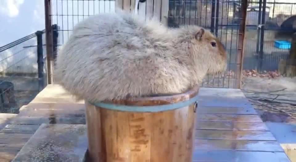 A mouse that loves to bathe