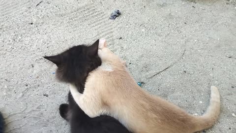 Cats love fight.