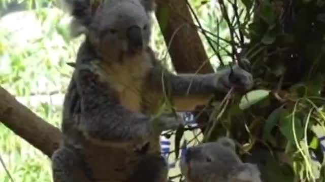 The leaves are so tasty that even baby koalas eat them with their mothers