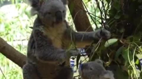 The leaves are so tasty that even baby koalas eat them with their mothers