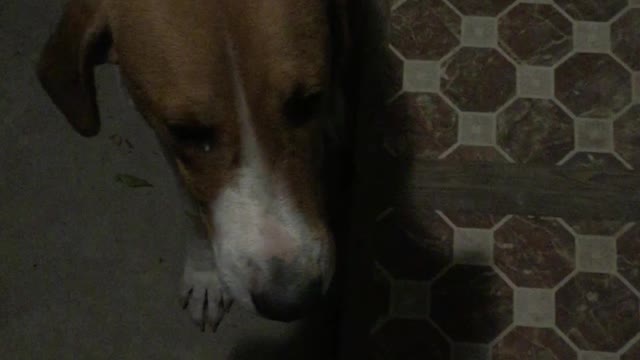 young dog pulls out an old one