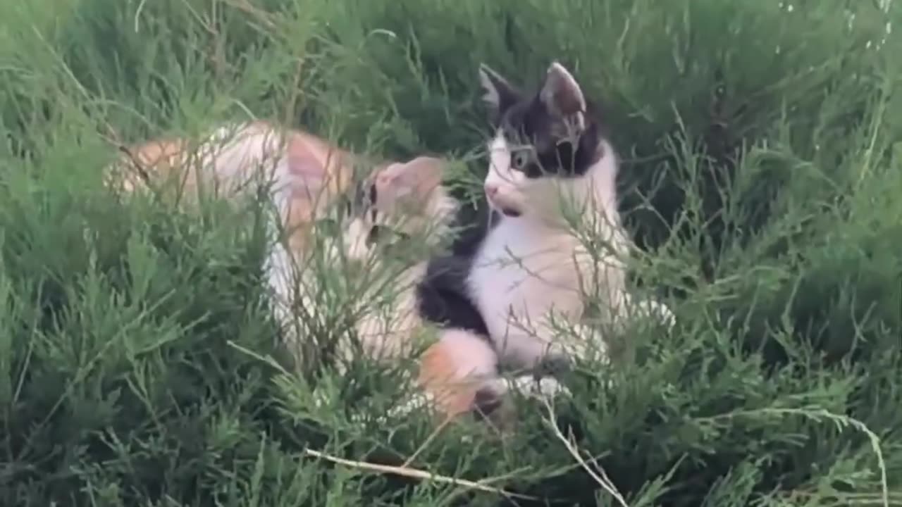 The cat is relaxing in the tree ha ha ha