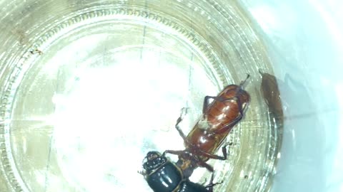 Ummm..should Beetle wars be a thing?