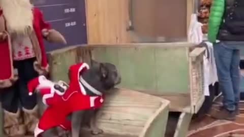 Christmass Dog training !!