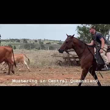 Mustering in Central Queensland, 11 December 2023