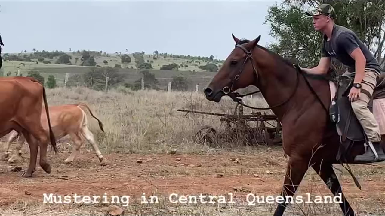 Mustering in Central Queensland, 11 December 2023