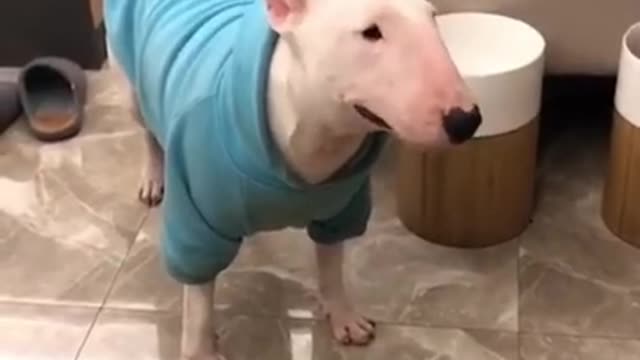 Animals never fail to make us laugh Super funny animal compilation, 🐶Confuse Behavior #19