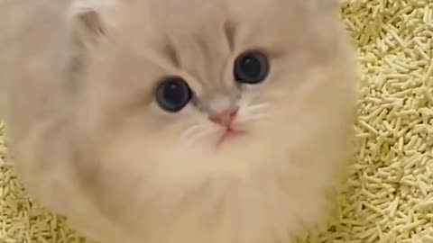 Cute cat