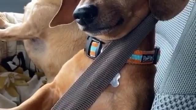 I’ve never seen a dog look so cool on a car journey!