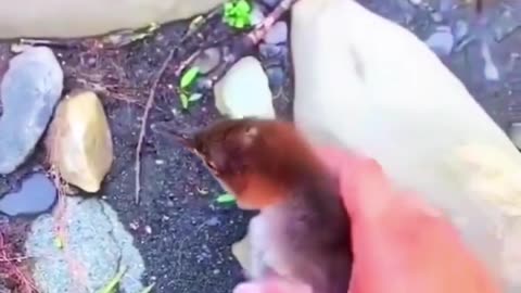 #duck #pet #adam #viral #funnypets #funny #petlover #pets #goviral #running #sweet #swimming