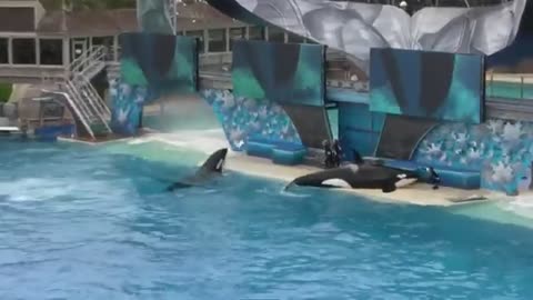 Sea World