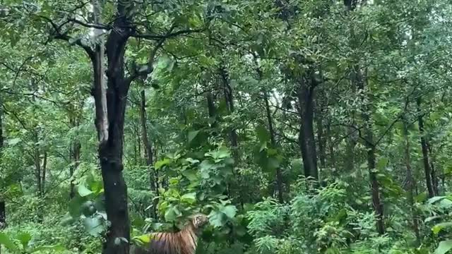 Tiger spotting captured - Have you ever seen a tiger on a national park or wildlife reserve tour