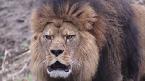 Very close footage roaring lion.