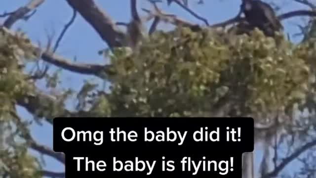 Baby bald eagles flying!