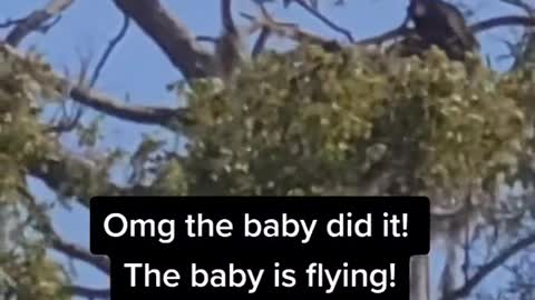 Baby bald eagles flying!