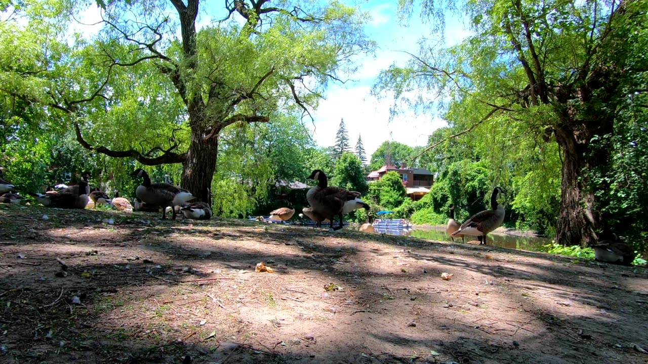 Amazing Canada Goose Relaxing Video - AnimalHero