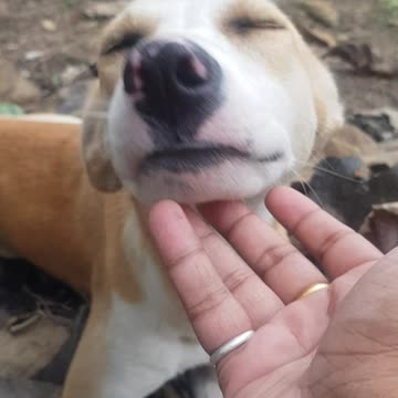 Stray dog licks my hand