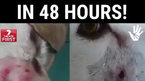 This fruit extract killed cancer in 24 hours, banned big big 🧫pharma