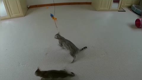 Jumping Bengal Kittens (Slow Motion)