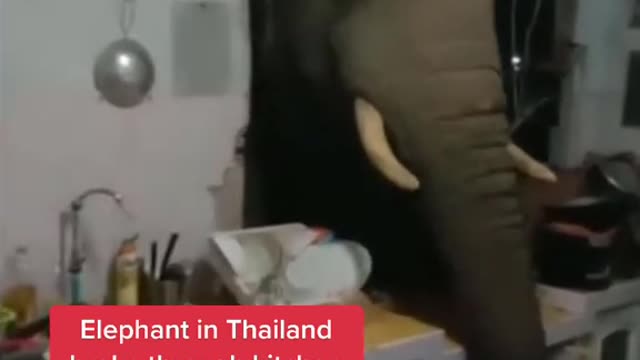 Elephant in Thailand broke through kitchen wall looking for a snack