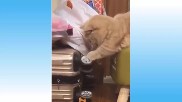 FUNNY CATS AND DOGS VIDEOS COMPILATION TRY NOT TO LAUGH