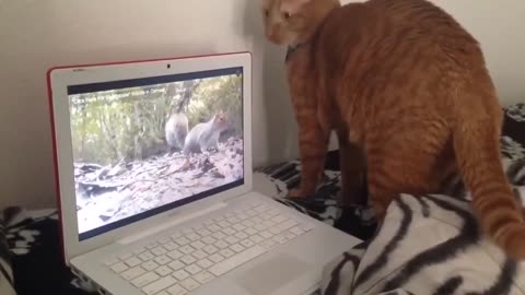 Catching a squirrel on a laptop!