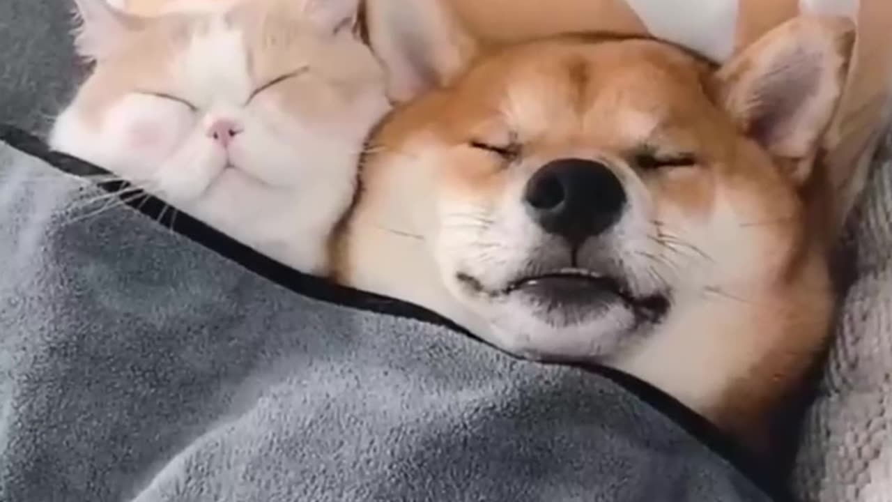 Funny dog & Cute cat friend ship with dog