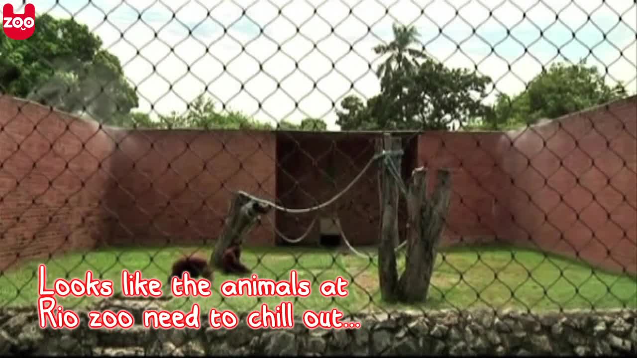 Rio Animals Chill Out