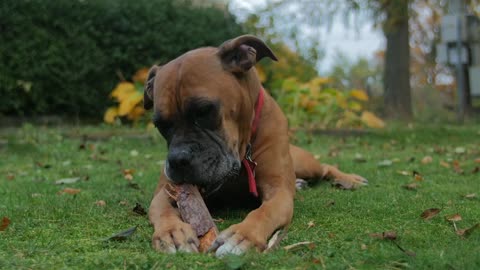 Dog playing with wooden stick