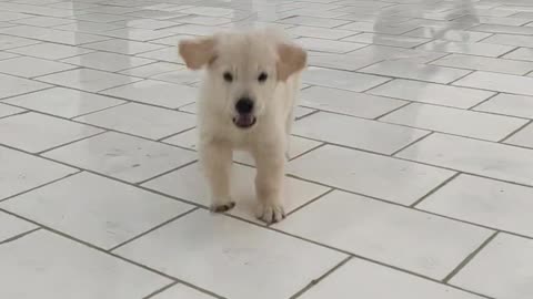 Puppy dog Running into cameras,