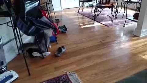 Try Not To Laugh | Funniest Cat Videos In The World | Funny Animal Videos