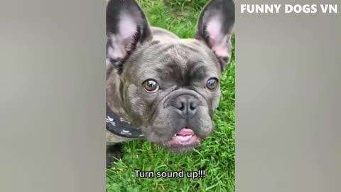 Funny dog videos #02