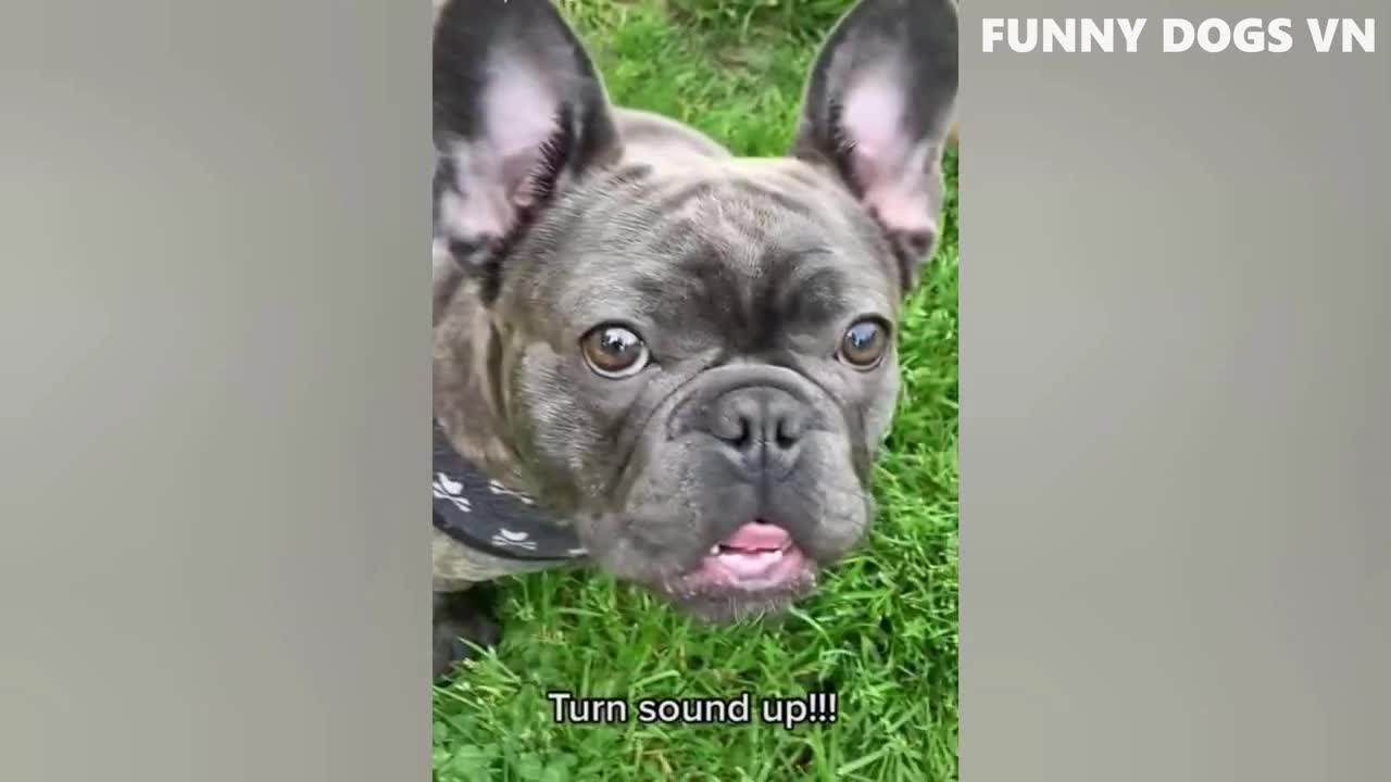 Funny dog videos #02