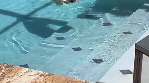 dog floating in the swimming pool!