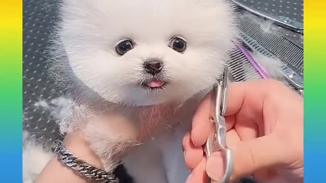 CuTe And FunnY DoG 🐕 Video Compilation 2021|CD EnterTainmenT|