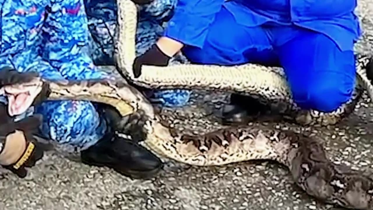 Joe Rogan : Python's Nest in the Ceilingš³