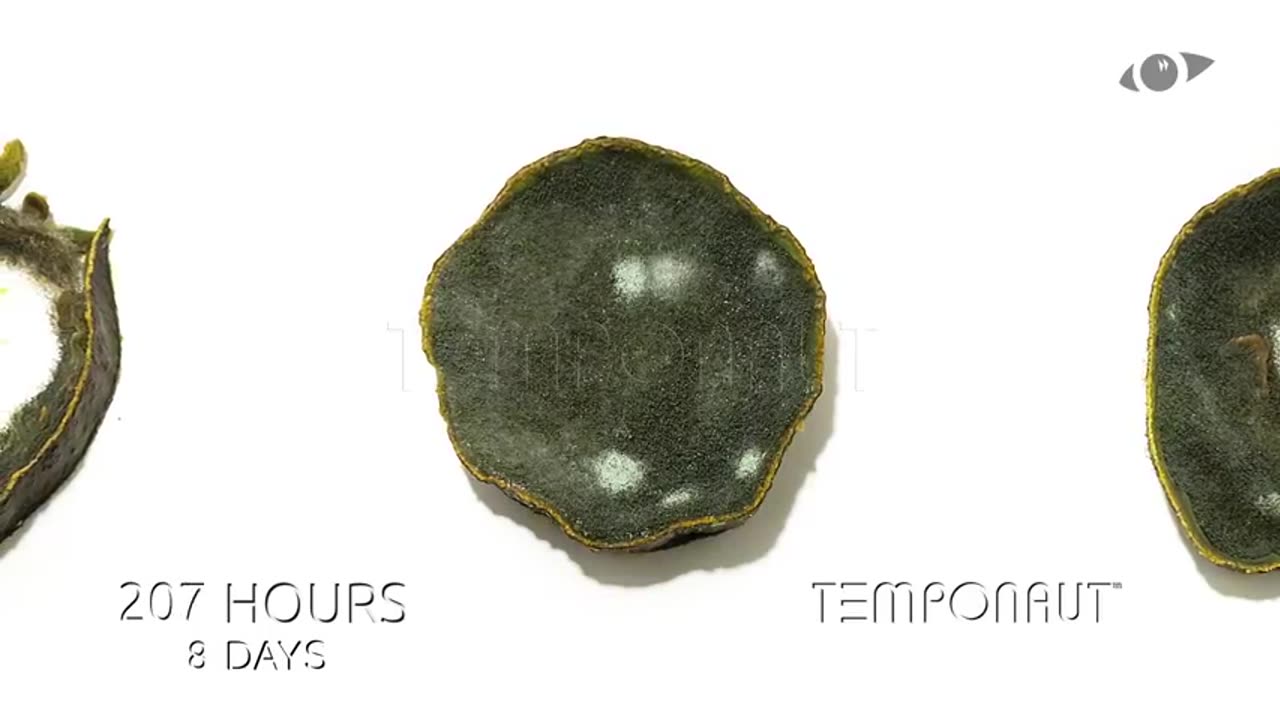 Avocado Timelapse