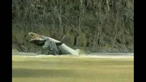 A leopard caught a crocodile