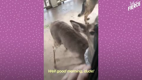 Fawn Comes To Lady's Door Every Morning | The Dodo Little But Fierce