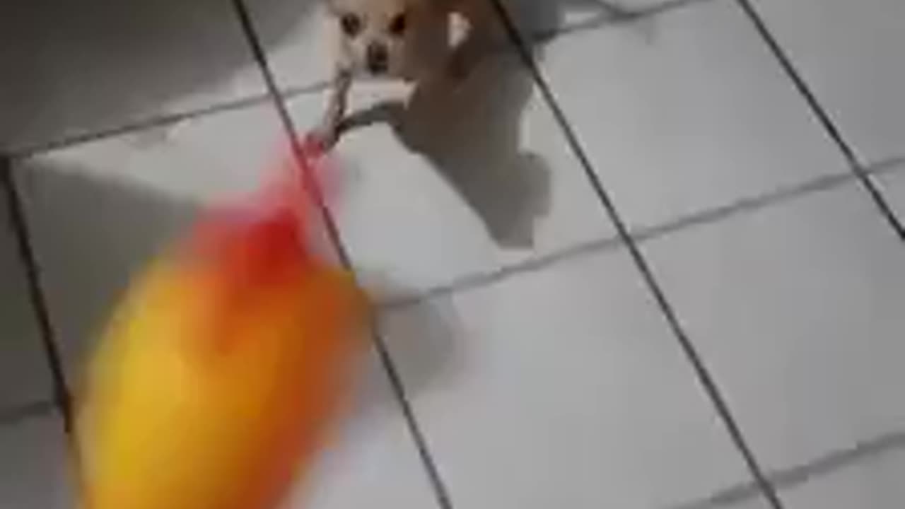 🙏❤🎉🎉🎉🎊🎊🎊️SWEET AND FUNNY PETS SHOTS 🙏❤️❤️🎉🎉🎉🎊🎊🎊