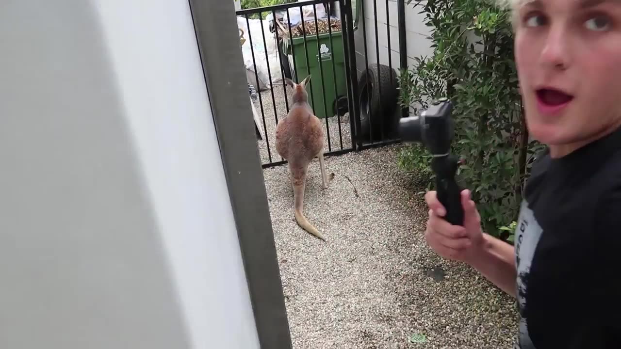 Jake Paul fights off a Wild Kangaroo