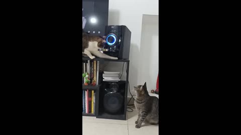 Funny animals - mischievous cat and his friends