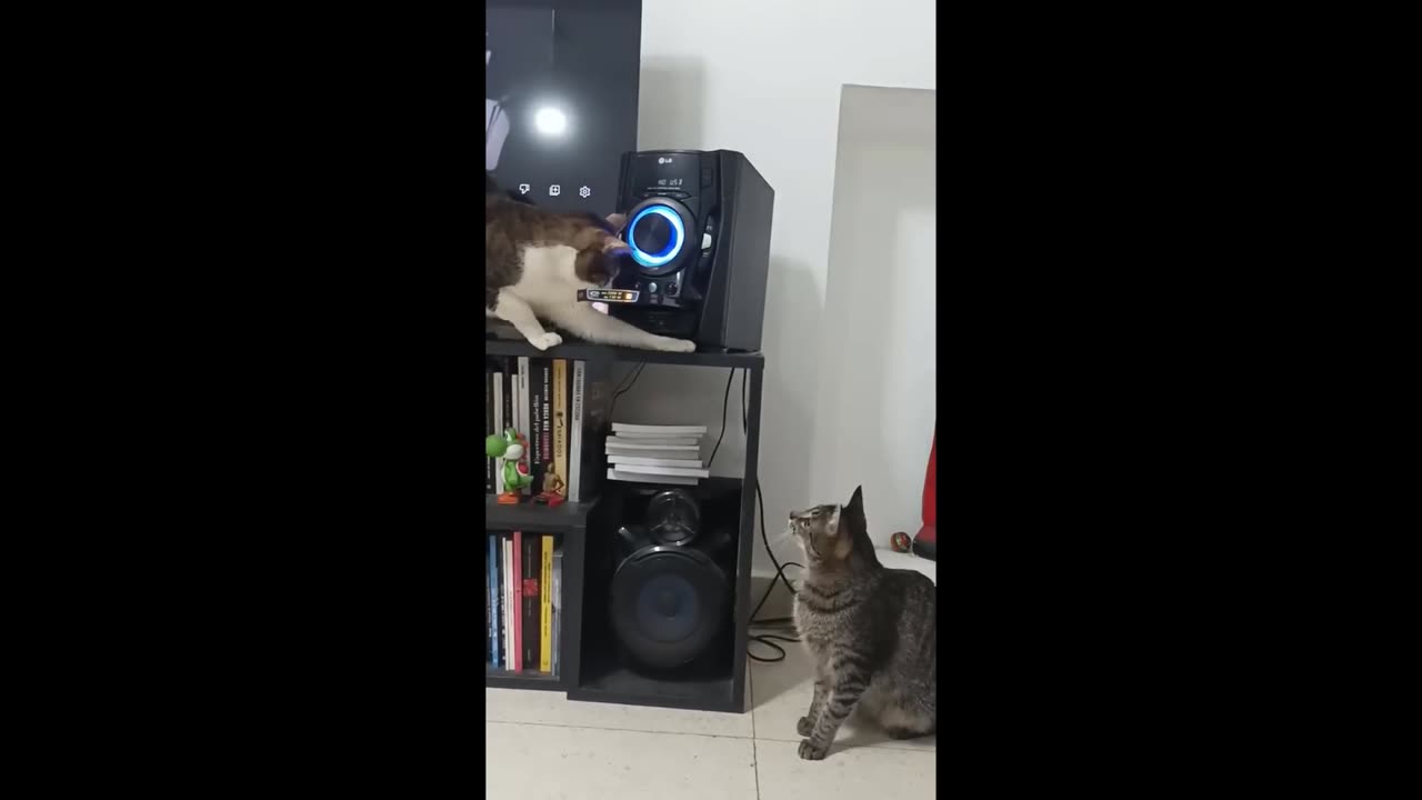 Funny animals - mischievous cat and his friends
