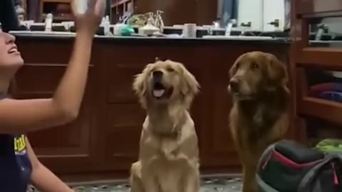 Hilarious Dog Mesmerized By Ball Trick!