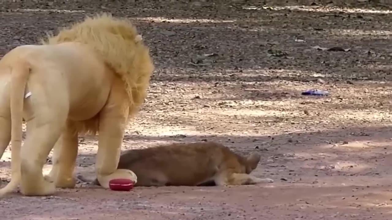 Dog Prank with Fake Tiger, Box