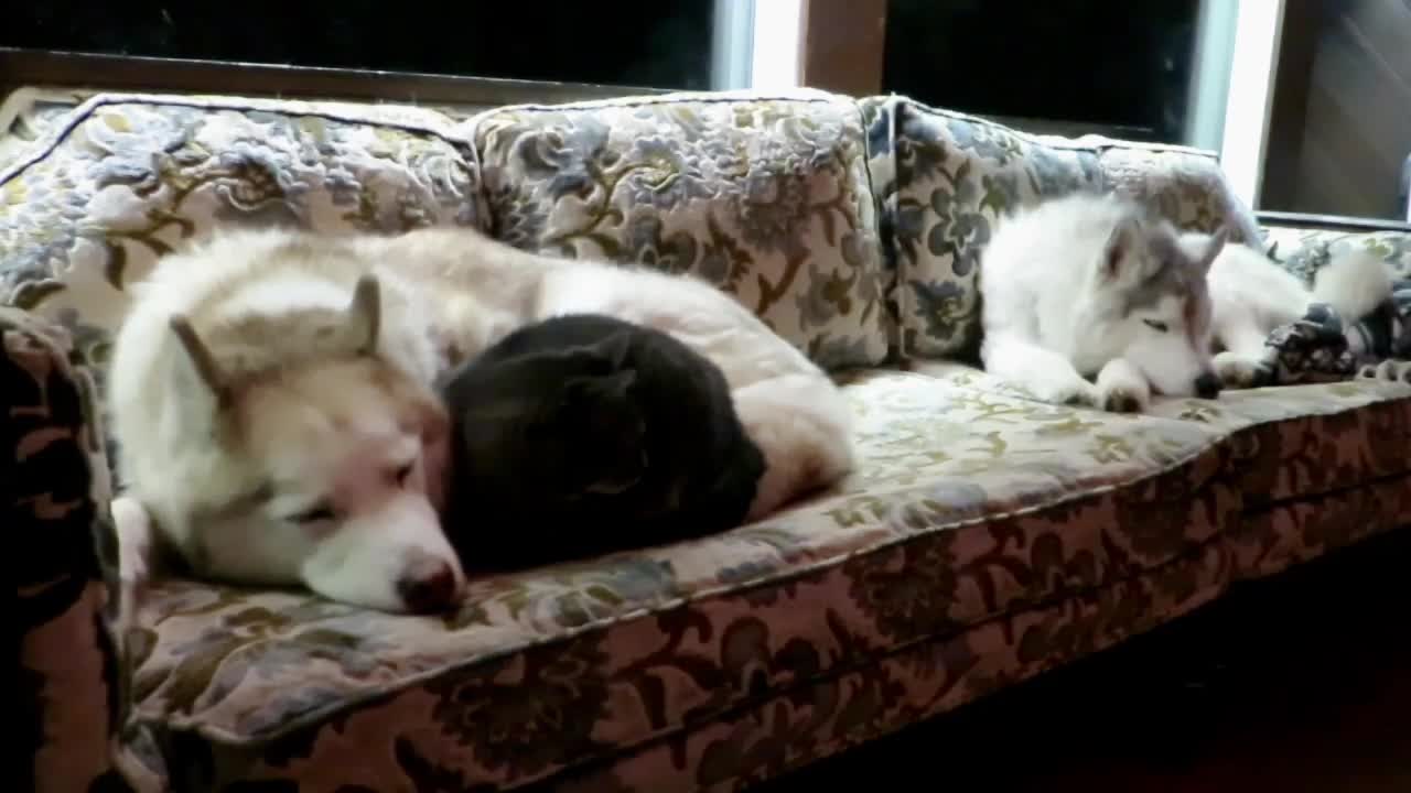 Cat gets cozy with Siberian husky