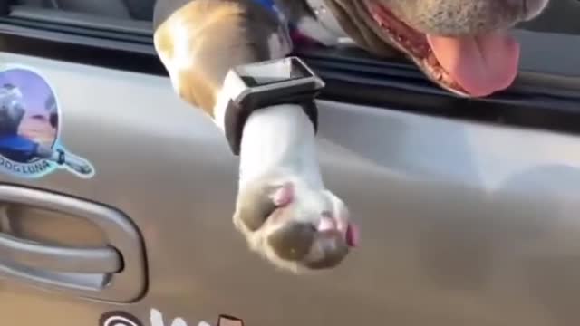 Smart 🤓 dog 🐕