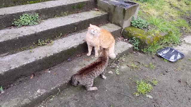 # Real cat fights.... so funny fights...Brutal cat fight