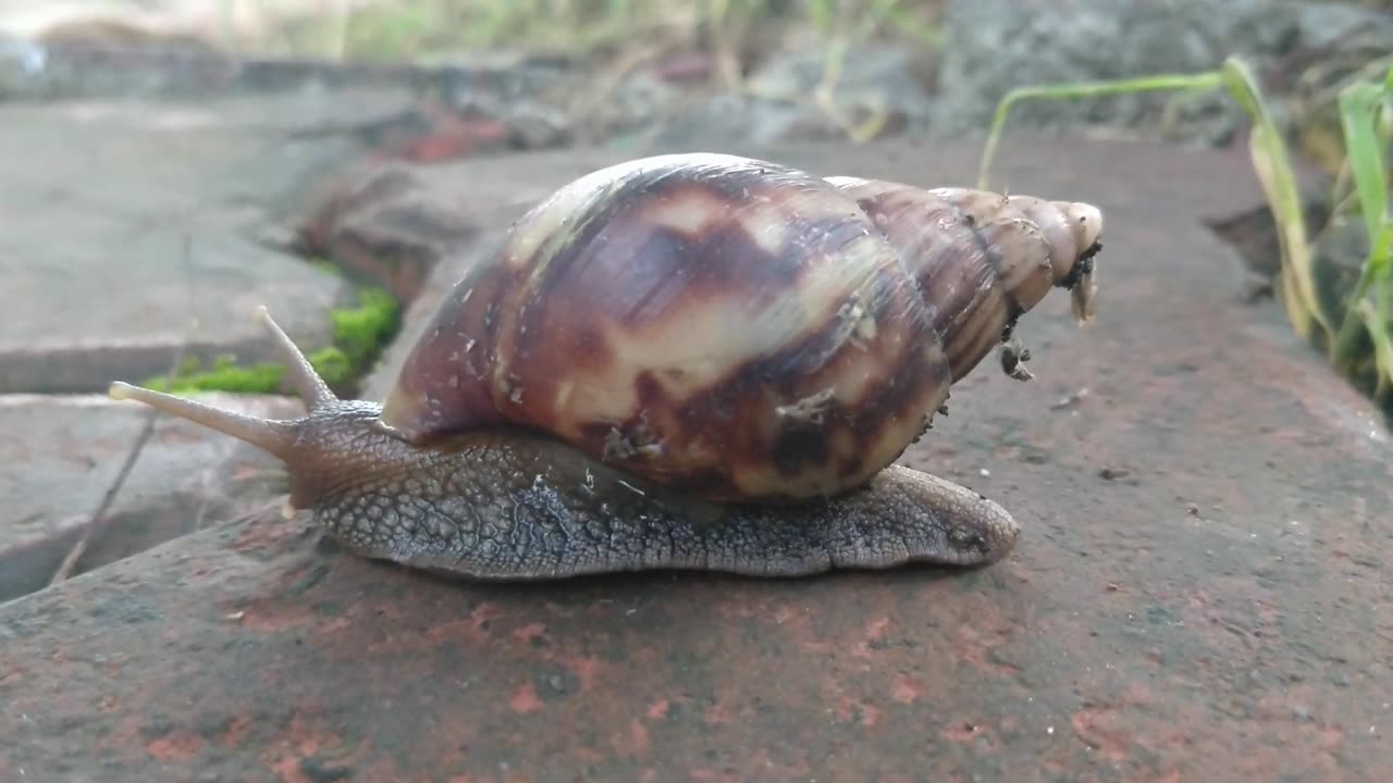 Lovely Snail [Free Stock Video Footage Clips]