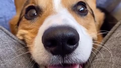 This video of a corgi will lift your mood